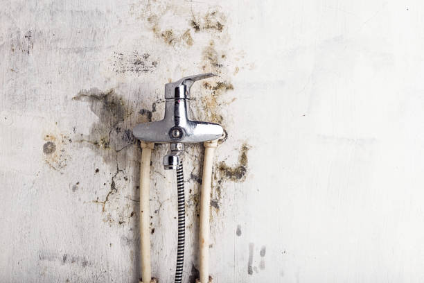 Best Black Mold Removal  in Mentone, CA