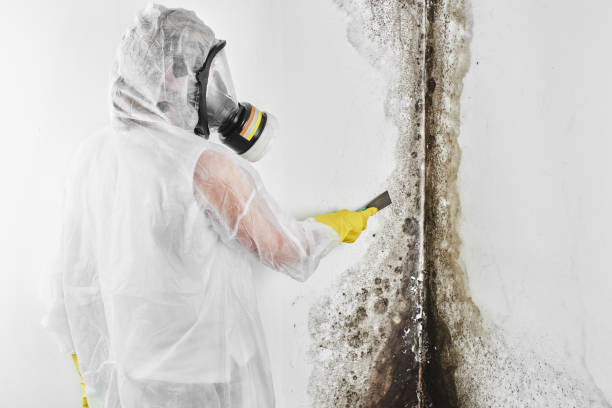 Best Toxic Mold Removal  in Mentone, CA