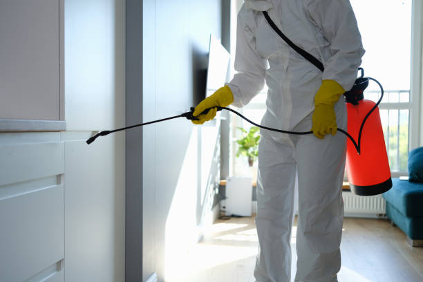 Mold Removal Process in Mentone, CA