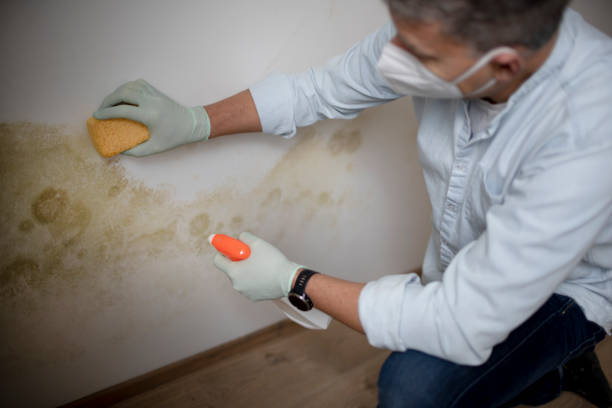 Best Commercial Mold Removal  in Mentone, CA
