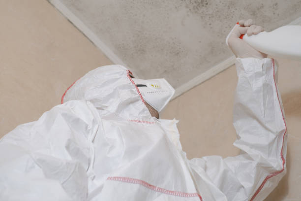 Best Emergency Mold Removal  in Mentone, CA