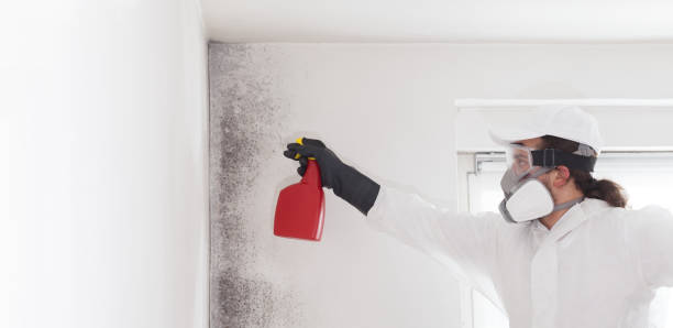 Best Best Mold Removal Companies  in Mentone, CA