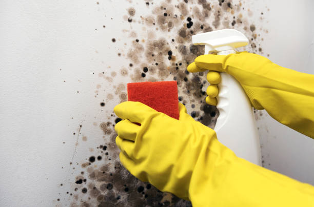 Best Mold Removal Company Near Me  in Mentone, CA