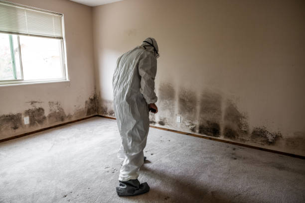 Best Mold Cleaning Services  in Mentone, CA